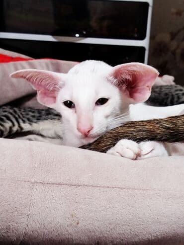 продажа породистых кошек: Ориентальная, 2 месяца, Девочка, Белый, Приучена к лотку, Проглистована, С документами — 3