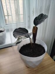 растения для аквариума: Комнатные растения цветущие и декоративные распродажа. находимся в — 18