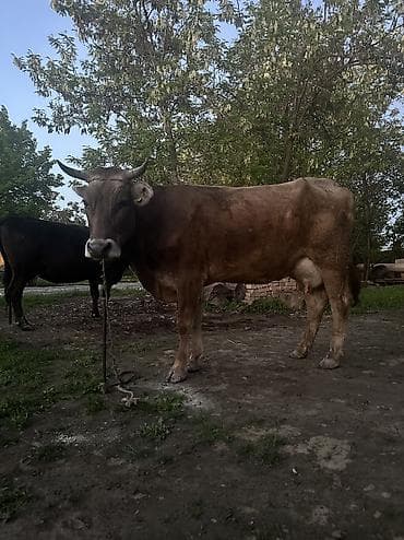 молоко коровье: Продаю | Корова (самка) | Для молока | Привязанные — 7