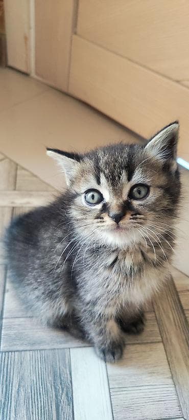 сколько стоит вислоухая кошка: Шотландские котята (Scottish Fold/Scottish Straight) метисы. к лотку — 3