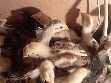 тоюта: Бойцовые цыплята из под хороших кровейвывод 15 февраля 27 — 3