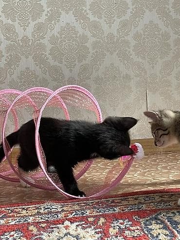 Зоотовары: Ищу ответственных добрых людей Котята приручены к лотку очень игривые — 2