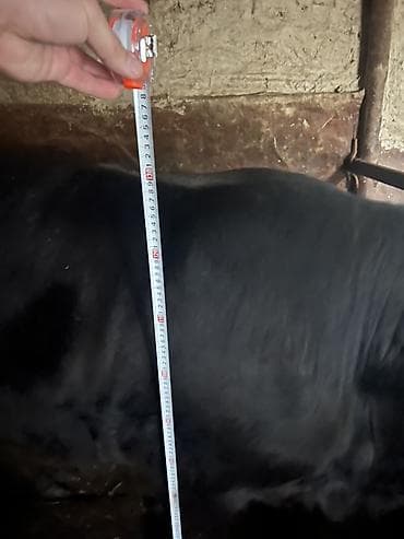 беде кип: Продаю | Бык (самец) | На откорм | Привязанные — 5