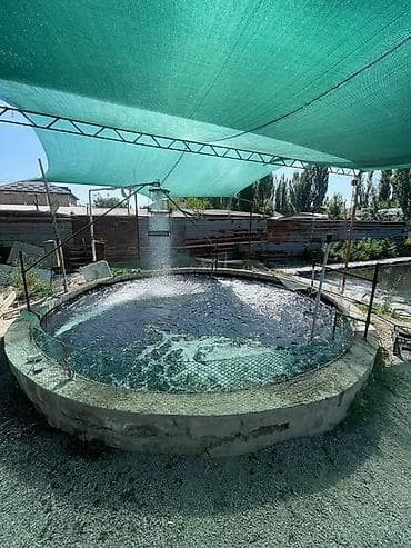 живые креветки купить: Продается малек Форели(треплойд) навеска 90-110грамм, малек очень — 5
