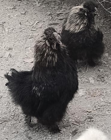 Продаю | Куры | Для разведения at lalafo.kg Продаю | Куры | Для разведения