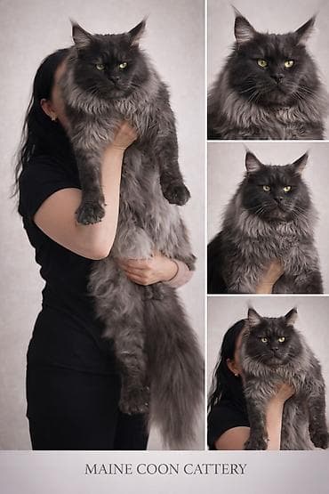 где можно купить кошку: Вязка: Мейн-кун, Мальчик, 2 года, С документами, С прививками — 3