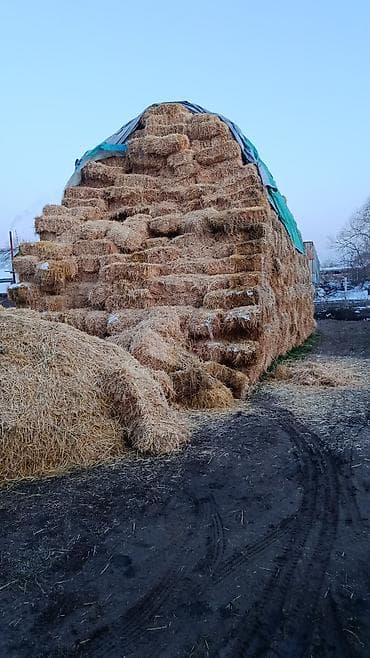 Корма для с/х животных: Солома ячмен сена договорная — 1
