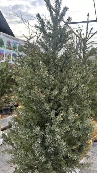 Чарбалык товарлар: Пышные, ароматные, зеленые ёлочки готовы переехать в ваш сад!!! Цены — 1