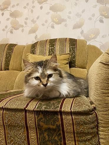 курт: 1 жаш, Ургаачы, Бычылган, Аргын, Лотокко барууга үйрөтүлгөн — 5