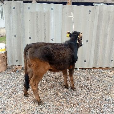 ош иттер: Сатам | Кунаажын | Алатоолук | Бордоп семиртүү үчүн | Байланган — 5