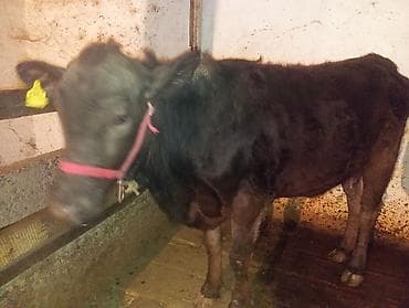 голиштин карова: Продаю | Музоо, торпок | Абердин-ангус | Привязанные — 4