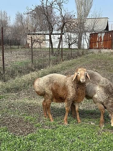 Коровы, быки: Продаю | Баран (самец) | Для разведения — 8