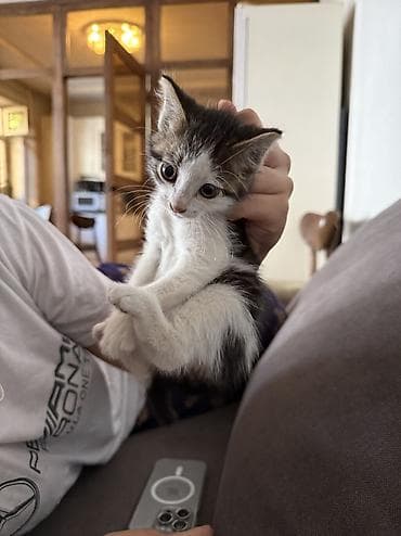 кошка рысь: Котёнок, домашний короткошёрстный, окрас бело‑тигровый (белая грудь и — 2