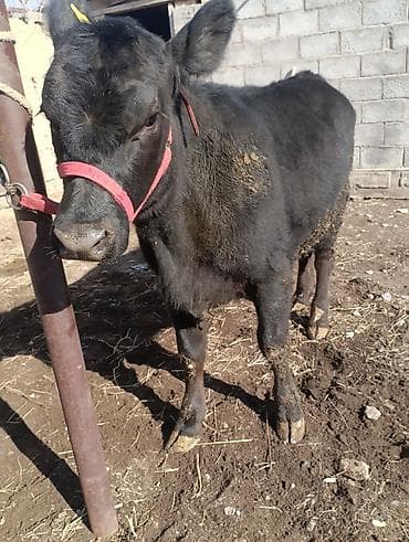 на племя: Продаю | Тёлка | Шароле, Абердин-ангус | На откорм, Для разведения, Для молока | Племенные, Не стельные, Искусственник — 7