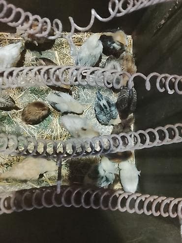 куры цыплята: Продаю | Цыплята | Для разведения — 2