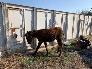 корм для домашних животных: Продаю | Жеребенок | Рабочий — 9