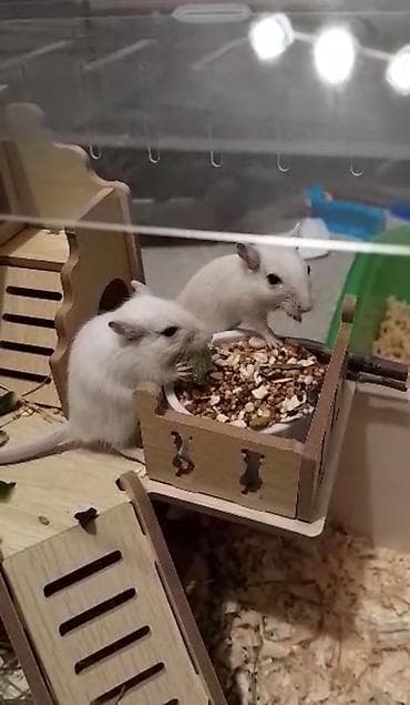 барханный кот: Ручные песчанки монгольские. Красивые окрасы, есть девочки и мальчики — 8