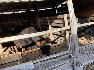 ат сатлат: Продаю | Тёлка | На откорм — 5