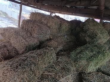 Услуги ветеринара: Сено в тюках 3- косс беде таза камыш жок - Прессованное сено в — 1