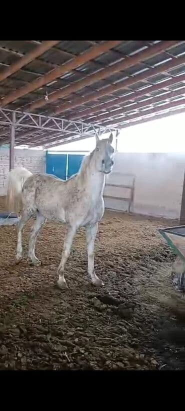 собака доберман цена: Продаю | Жеребец | Арабская | Для разведения | Племенные — 3