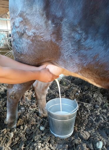 собака булдок: Продаю | Корова (самка) | Для разведения | Нетель — 1