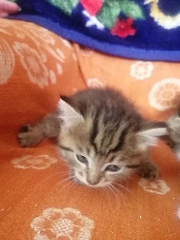 Котята домашние, окрас в полоску (табби) и двое с белыми отметинами