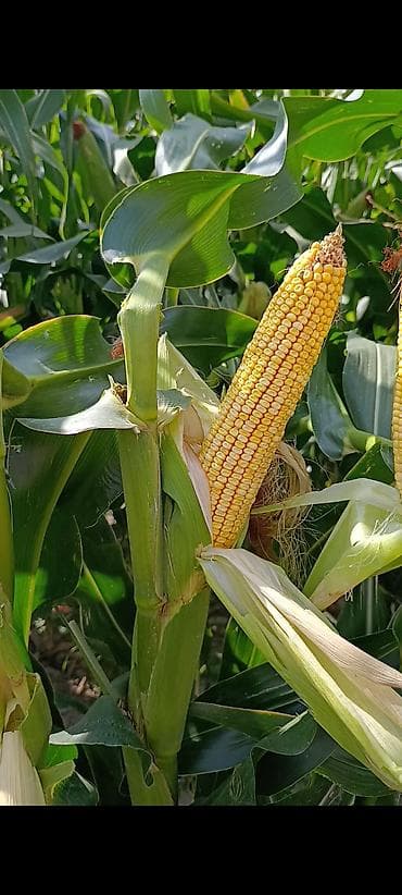 Кукуруза
