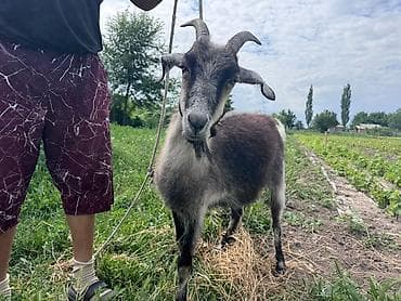 козье: Продаю | Коза (самка) — 2