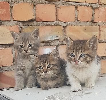 scottish fold: Отдам в добрые руки! 🐈 — 2