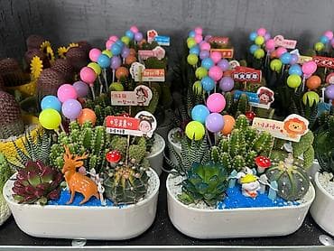 кактус круглый: Комнатные композиции из суккулентов и кактусов в декоративных кашпо - — 4