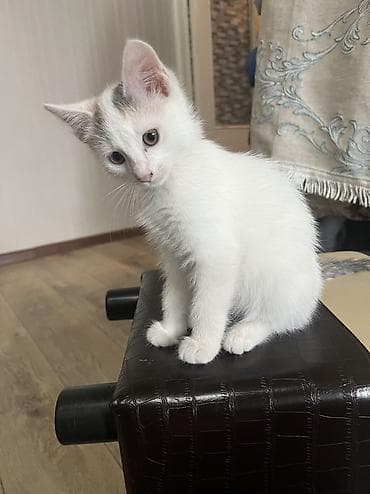 белый амур: 2 месяца, Девочка, Метис, Приучена к лотку, Проглистована — 2