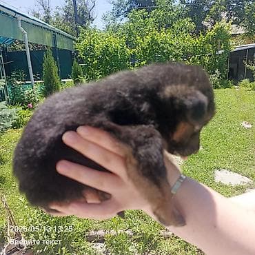 Продажа собак: Овчарка, 1 месяц, Самец — 3