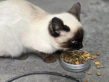 кошке: Отдам хорошие руки даром
Самец — 4