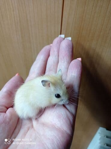 Кемирүүчүлөр: Продаются хомячки джунгарские, сирийские, ангорские пушистые хомячки — 3