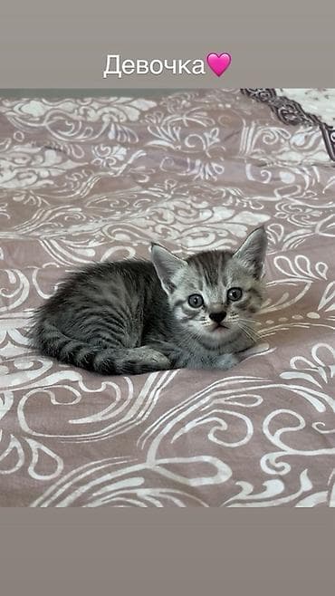 Британская короткошёрстная, 1 месяц, Мальчик, Серый, Метис, Приучена к лотку — 1