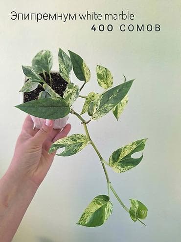осень весна: 🌿 Комнатные цветы (укоренённые черенки/молодые растения). 🌸 Названия — 3