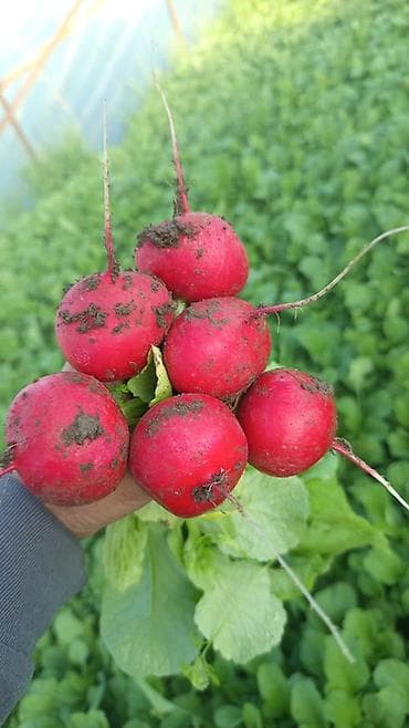 нета с: Свежая фермерская клубника оптом - Сезонная ягода, выращенная на — 5