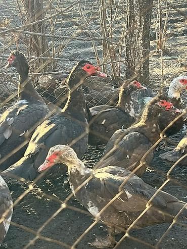 Грызуны: Индоутка самец — 1