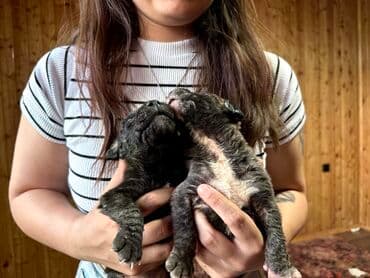 бульдоги: Щенки Канарского Дога (Presa Canario) С документами, прививками 8 — 4