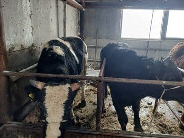 Собаки: Продаю | Бык (самец) | Симментальская | Для разведения | Племенные — 2