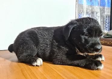 Үй жаныбарлары: Малыши ищут дом и заботливые руки. Зимой к дому прибилась собачка "с — 4