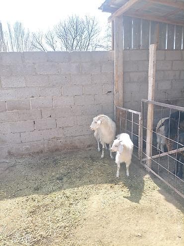 Продаю | Коза (самка), Козлёнок | Битал | Для разведения | Племенные