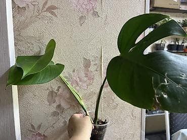 Монстеры: Монстера2шт КАЖДЫЙПО 550с растет очень большой (Monstera deliciosa) — 4