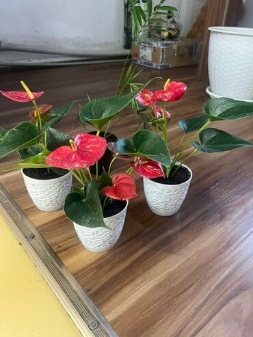 растения для аквариума: Комнатные растения в горшках - Крупная пальма (возможно — 2