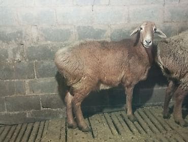 лайка рабочий: Продаю | Баран (самец) | Для разведения — 1