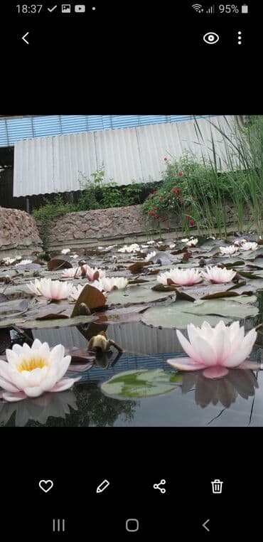 продаю пионы: Водные Лилии Нимфеи — 1