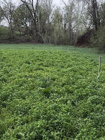 гавриловка участок: 20 соток, Для сельского хозяйства, Красная книга — 1