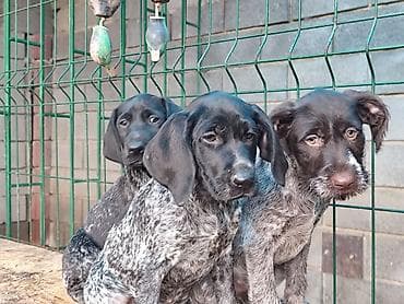 баран живой: Питомник Dark Hanter (FCI/СККР) — немецкий дратхаар Предлагаются — 4