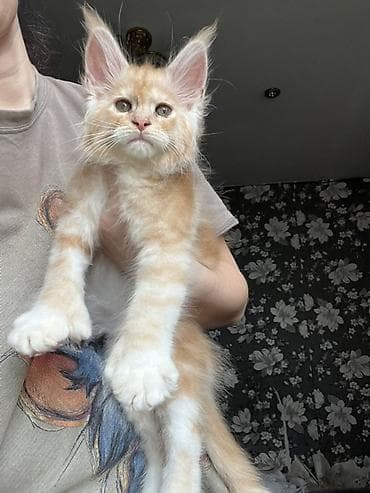 куплю хомяка с клеткой: Эксклюзивная мощные котята Мейн Куны полидакты с полным пакетом — 5