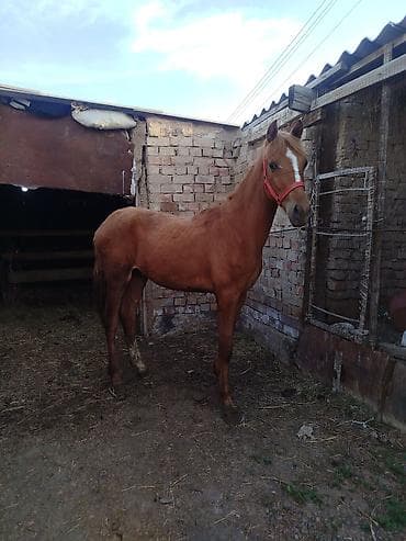 Үй жаныбарлары: Сатам | Байтал, Тай | Дончак | Көбөйтүү үчүн, Ат спорту | Асыл тукумдуу, Жасалма жол менен боозутуу — 3